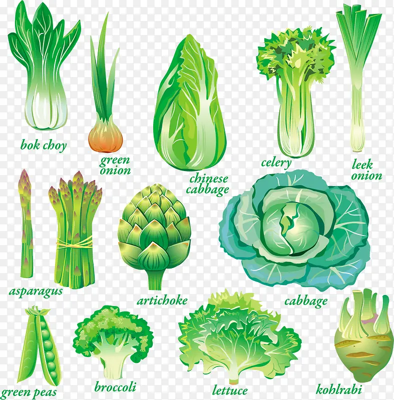 矢量绿色蔬菜