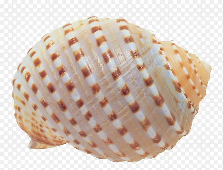 时尚海螺