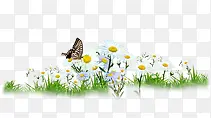 春季白色花海蝴蝶