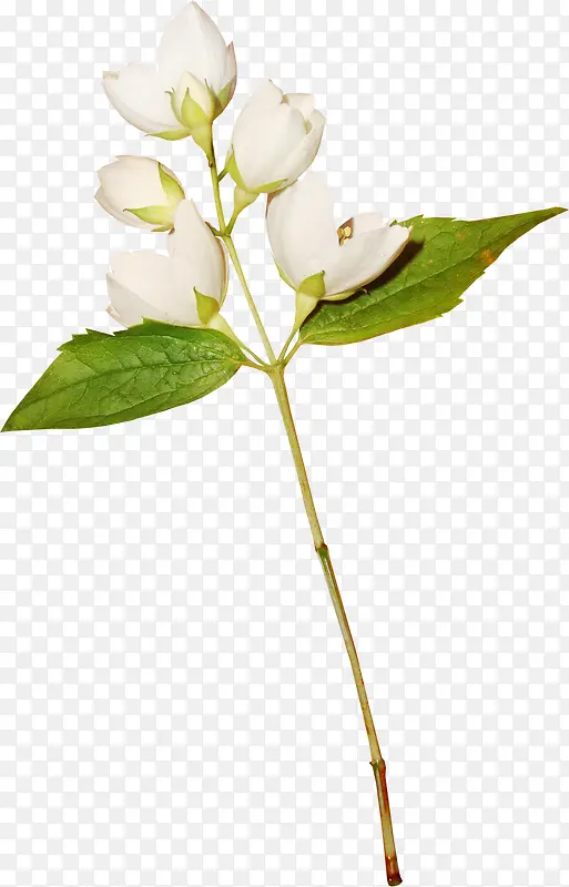 白色 花 装饰 布景 花艺