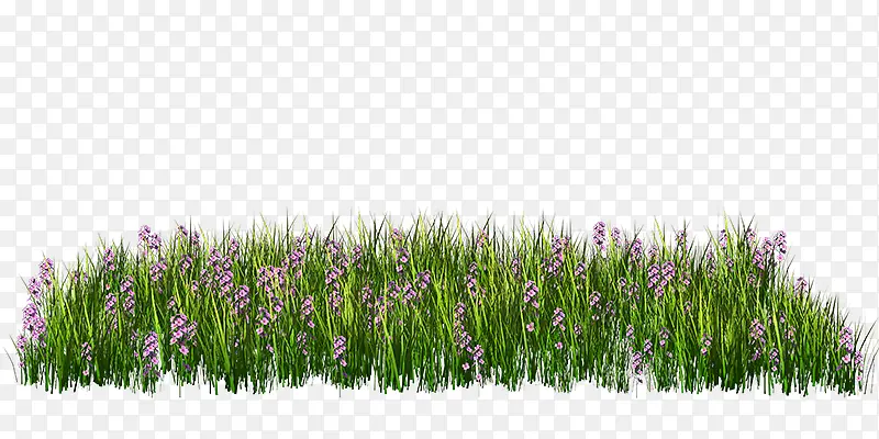 紫色花草丛