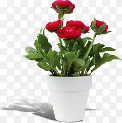 花盆盆栽红色花朵