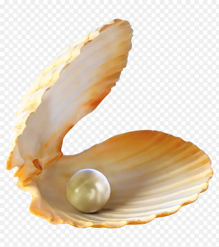 棕色扇贝珍珠