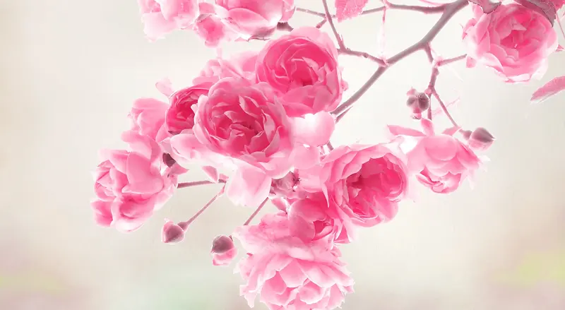 粉红色的玫瑰花淡色树干