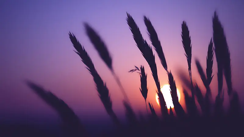 透过麦子看阳光宽屏