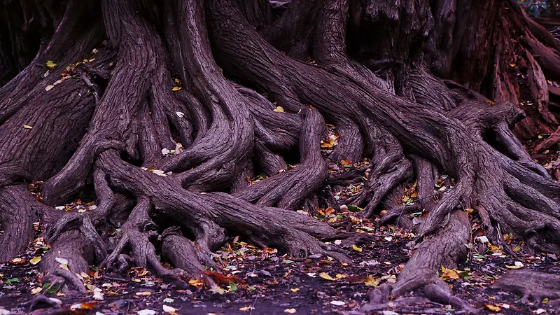树根缠绕盘旋裸露地面