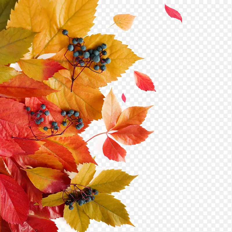 秋天树叶装饰