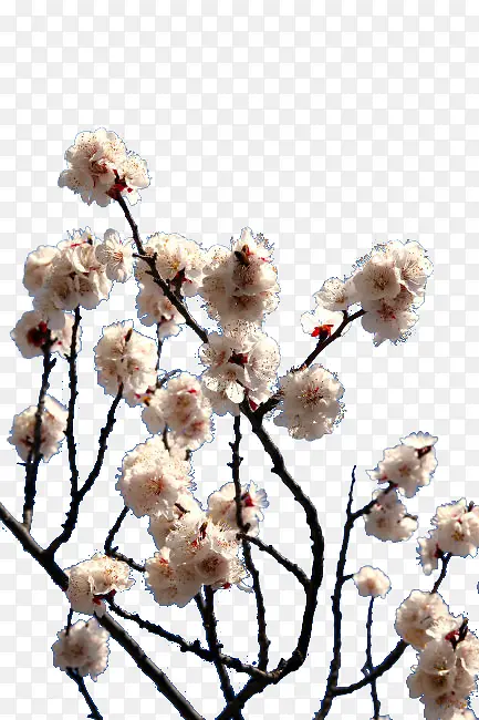 白色的鲜花