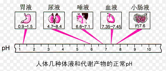 人体对比ph