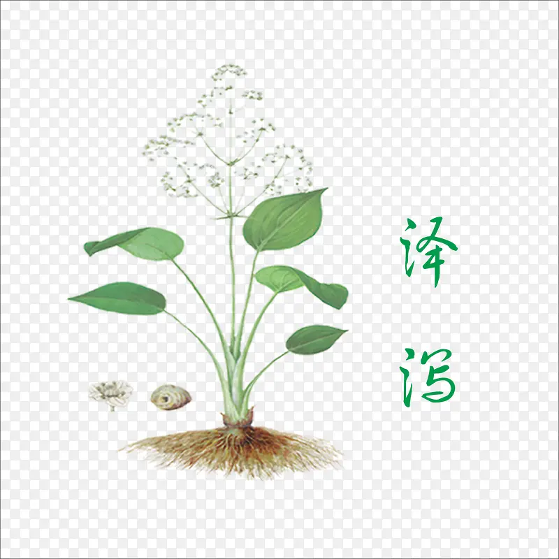 泽泻PNG图片素材下载_图片编号9428716-PNG素材网