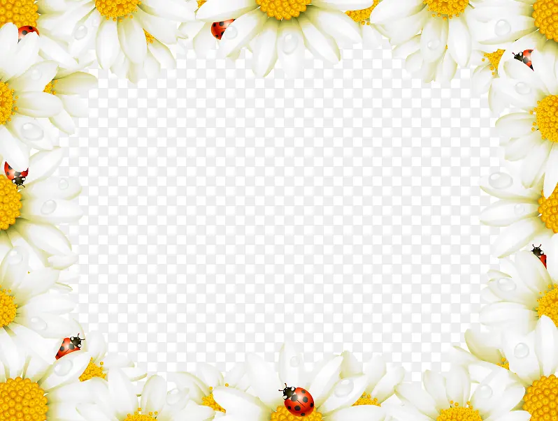 唯美白色野菊花边框