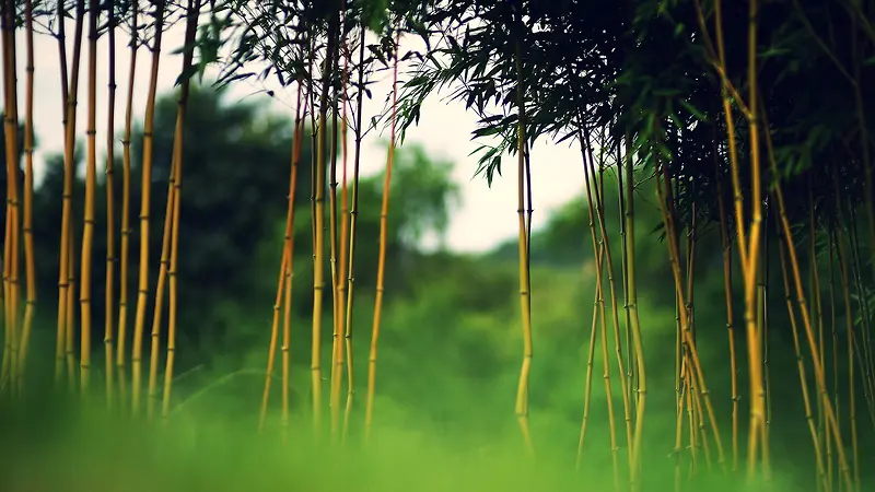 绿色竹林海报背景