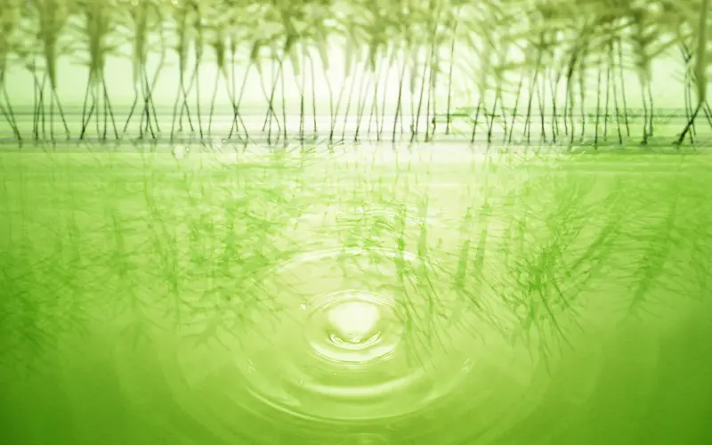 绿色水潭竹林海报背景