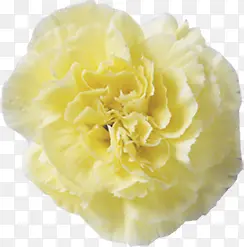 黄色唯美多层盛开花朵康乃馨