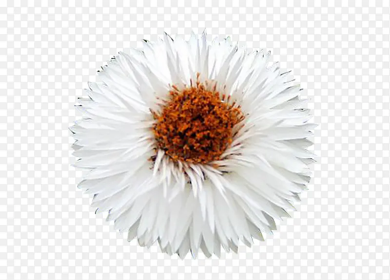 白色蜡菊图片素材