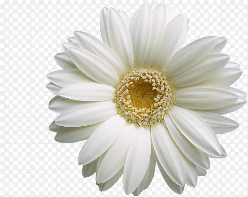白色菊花花朵图片
