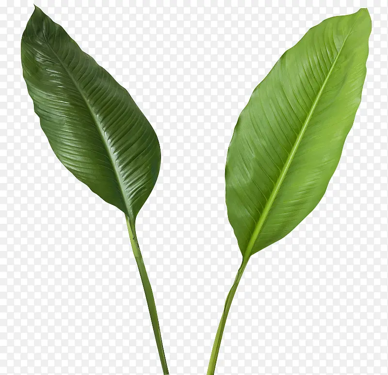 两片大叶子植物芭蕉叶