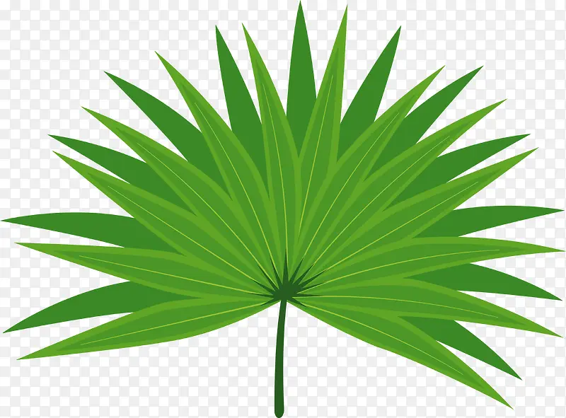 棕榈叶植物矢量图