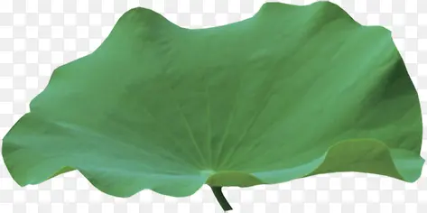 植物绿色单片荷叶