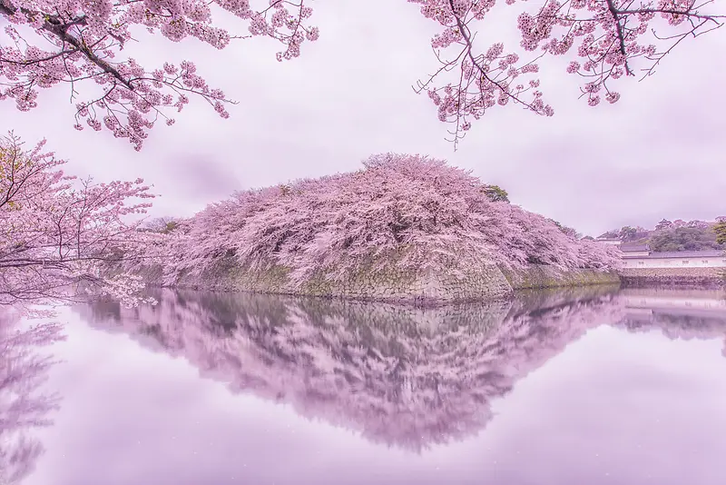 紫色梦幻花海湖面