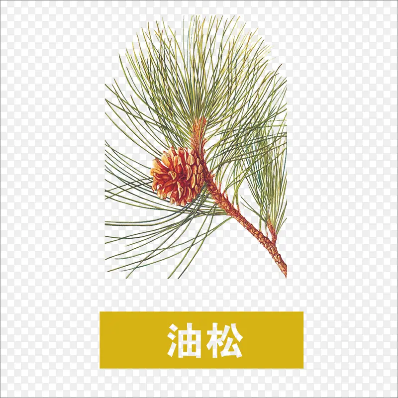 油松PNG图片素材下载_图片编号9452911-PNG素材网