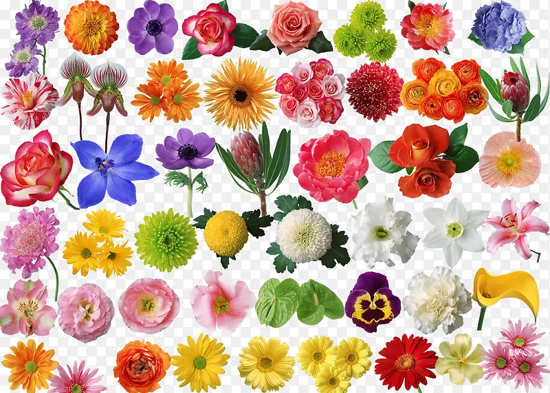 美丽花卉