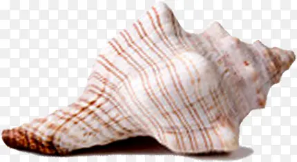 白色带红色条纹海螺