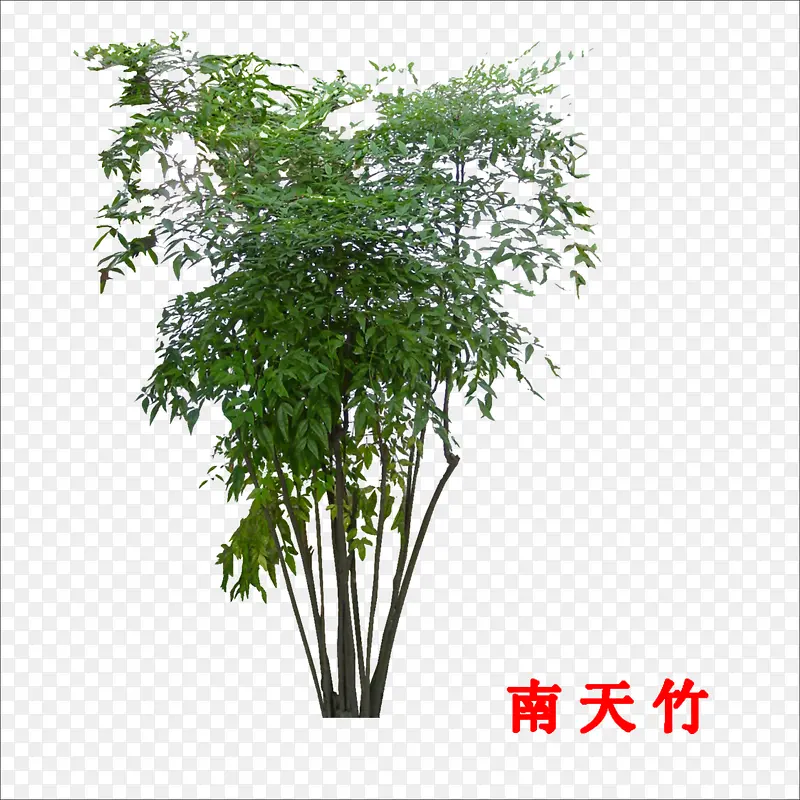南天竹PNG图片素材下载_图片编号9452980-PNG素材网