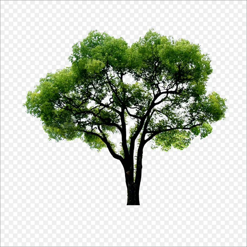 大树
