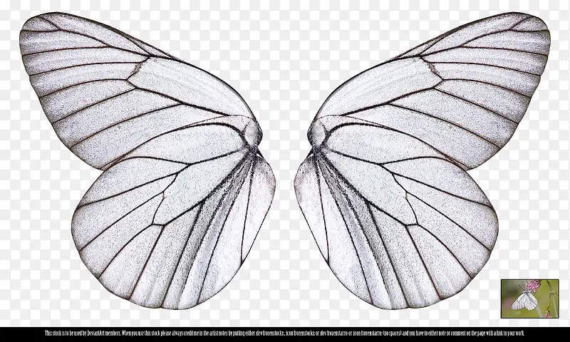 唯美 蝴蝶翅膀