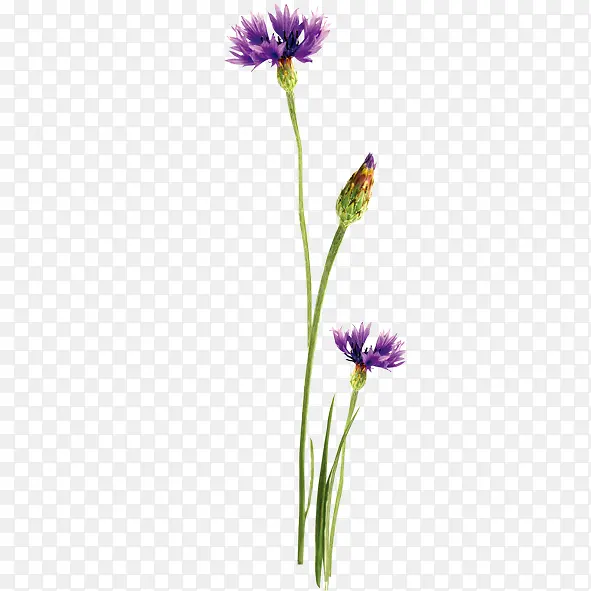 刺儿菜