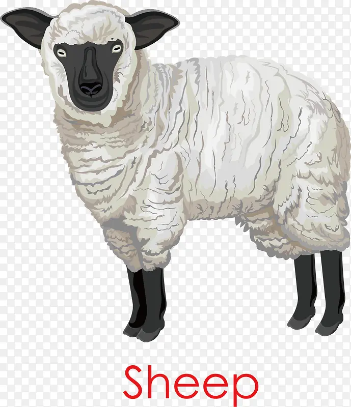 绵羊羊毛
