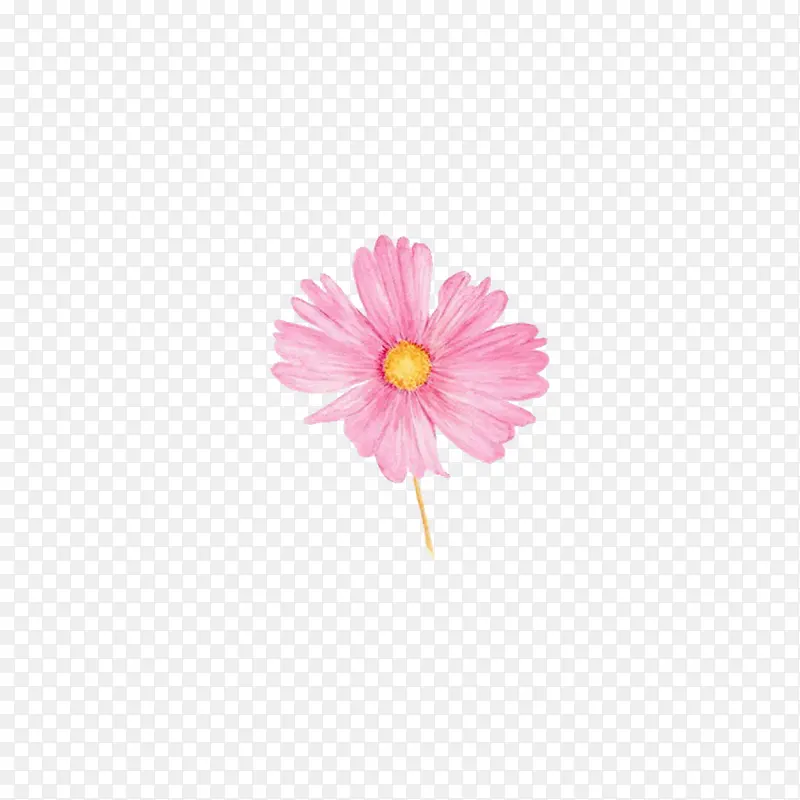粉红雏菊