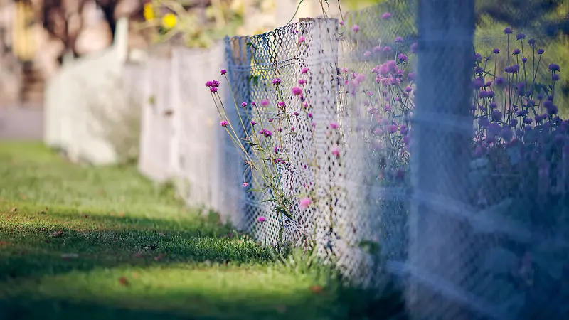 篱笆花朵草地午后阳光