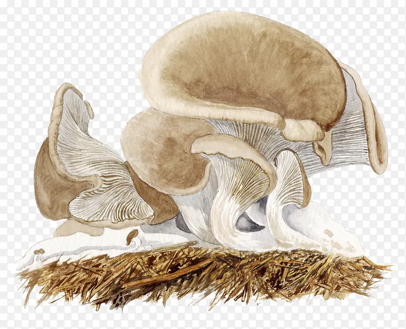手绘干草蘑菇