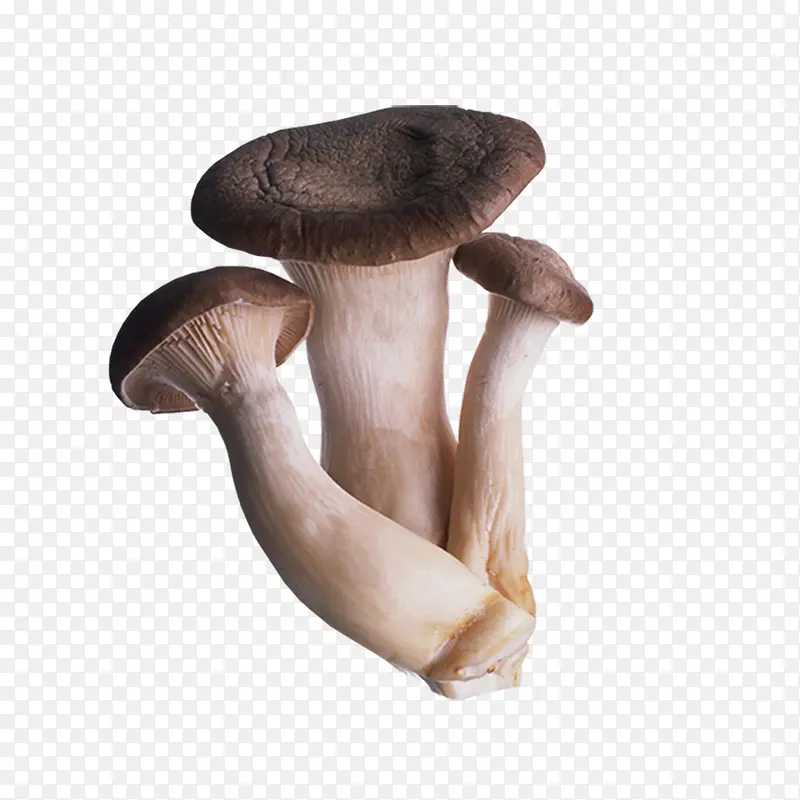 菌菇类