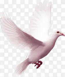 白鸽元旦开门红海报