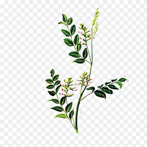 药草