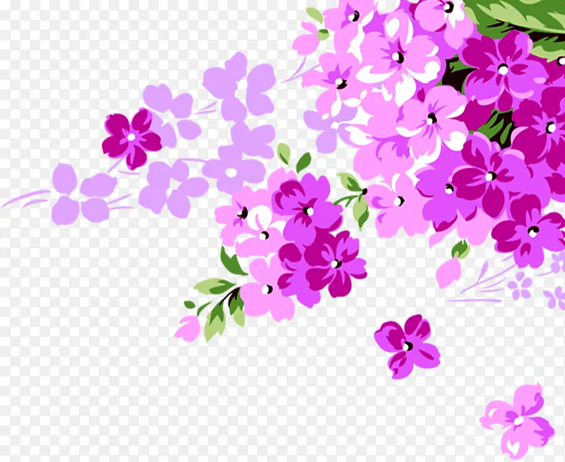 淡紫色的小花蕾苏次啊