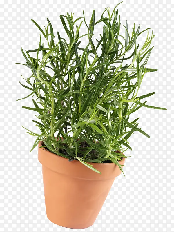 盆栽迷迭香草