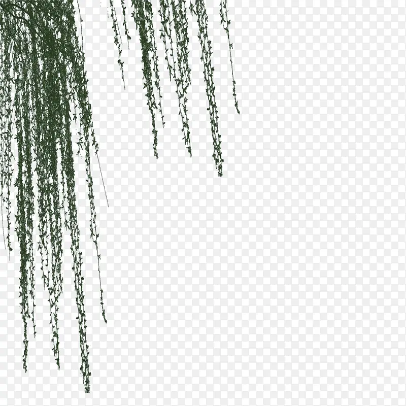绿色植物