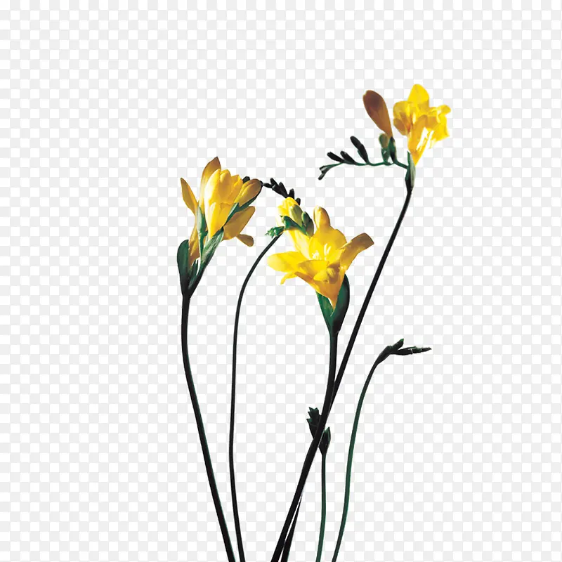 绿色植物