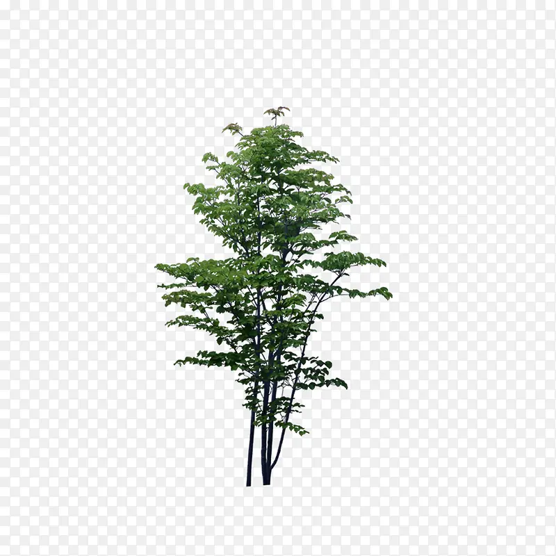 绿色植物