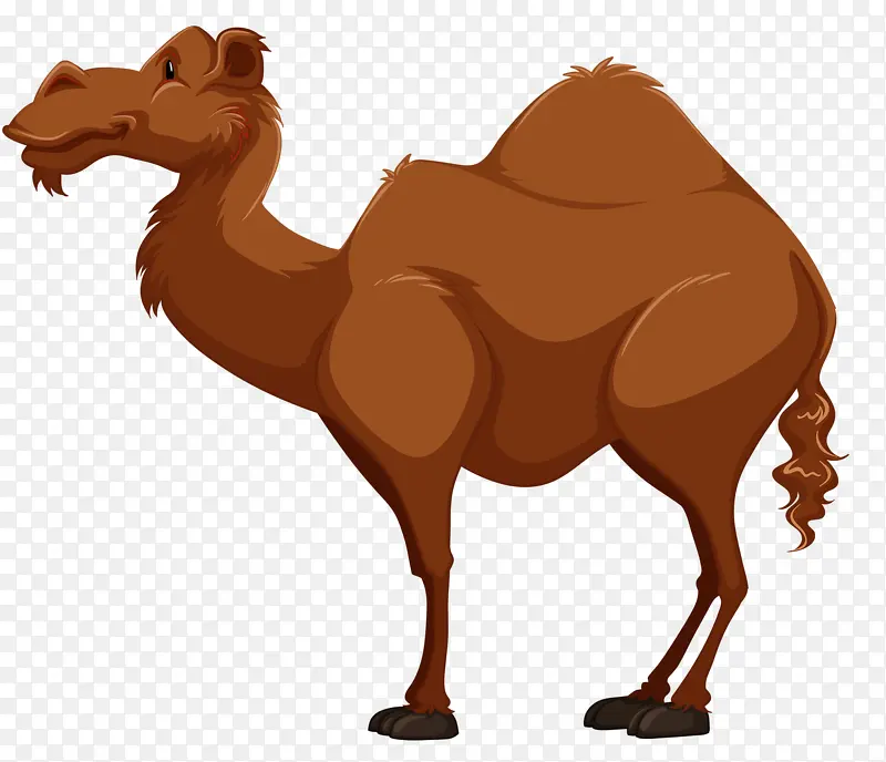 沙漠王者骆驼