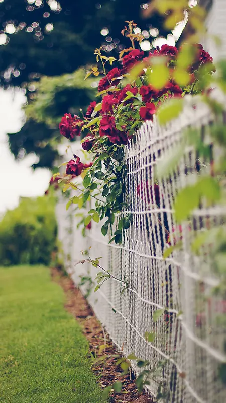 篱笆上的玫瑰花背景