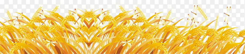 丰收金水稻1