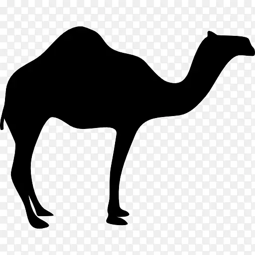 单峰骆驼寻找正确的图标