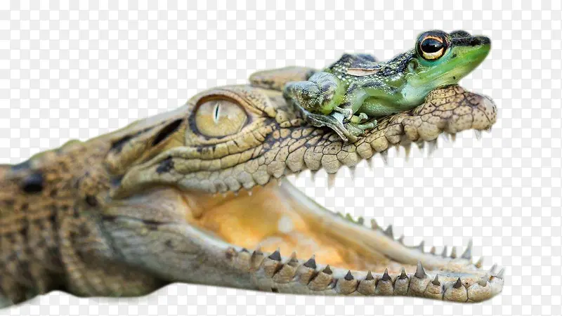 鳄鱼和青蛙