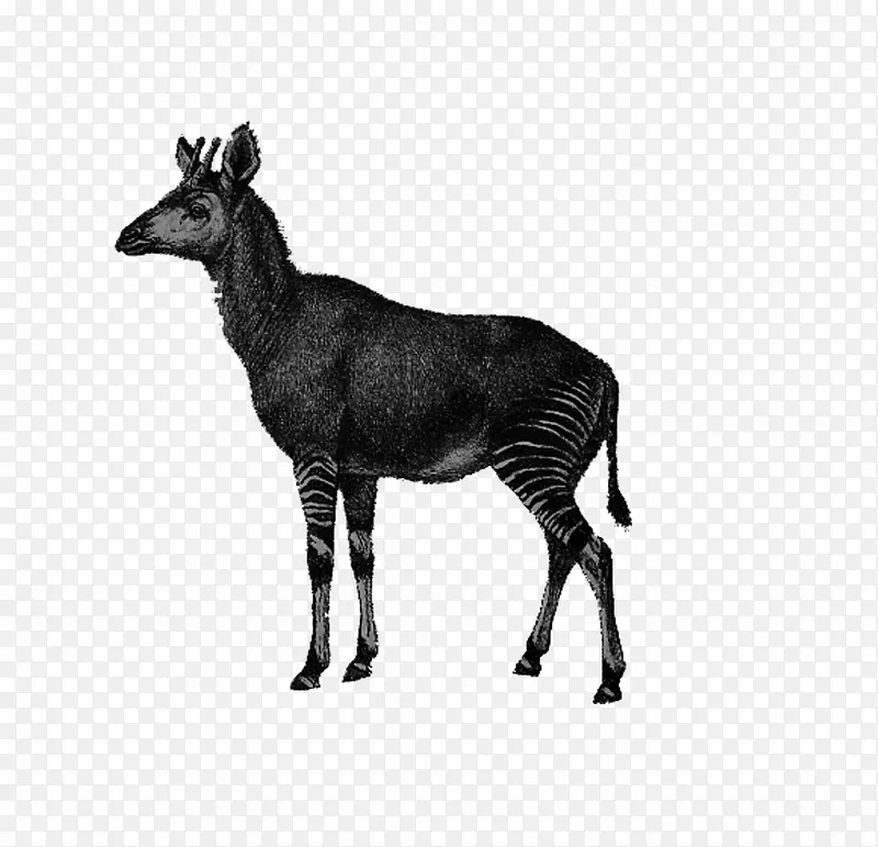 动物 手绘黑白 鹿