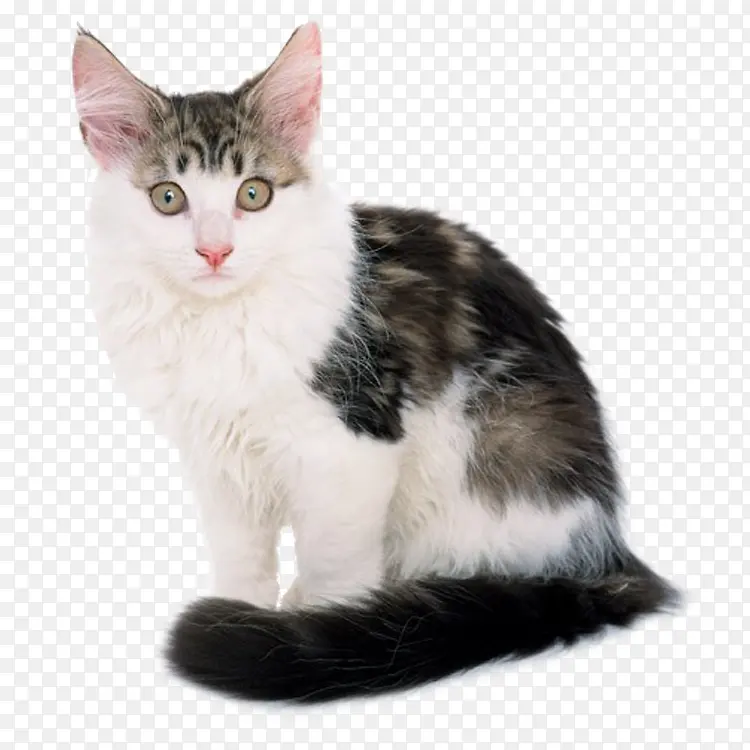 可爱猫咪PNG图片素材下载_图片编号9471516-PNG素材网